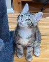 adoptable Cat in  named Rye