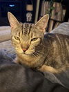 adoptable Cat in  named Snickers
