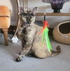 adoptable Cat in  named Yara