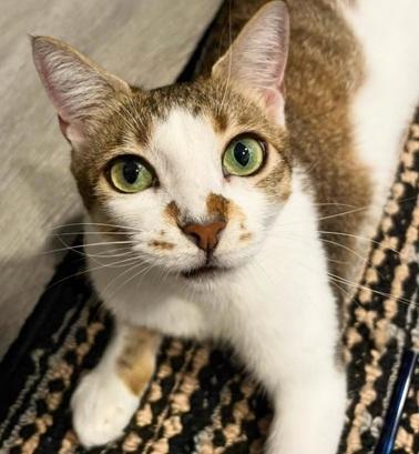 MAYA - Domestic Short Hair / Tabby available for adoption
