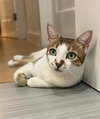 Maya - Photo 2