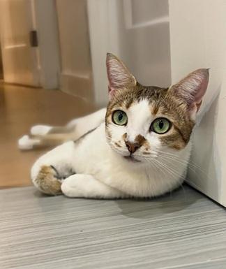 MAYA - Domestic Short Hair / Tabby available for adoption