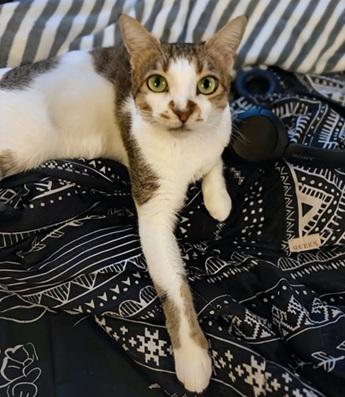 picture of the cat needing adoption