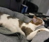 Maya - Photo 4