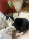 Calypso - Photo 3