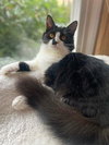 Calypso - Photo 4