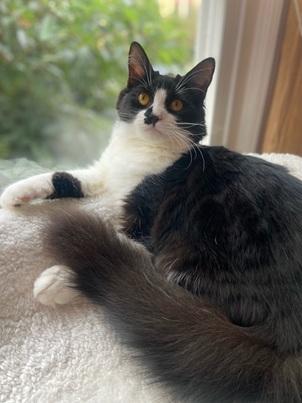 picture of the cat needing adoption