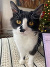 Calypso - Photo 4