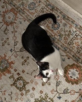 GIGI - Domestic Short Hair / Tuxedo available for adoption
