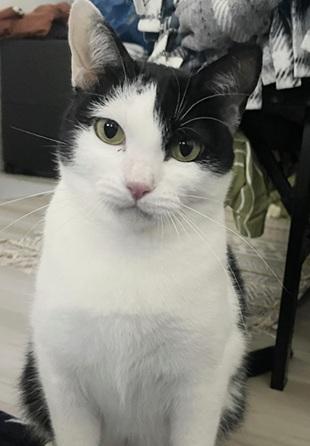 GIGI - Domestic Short Hair / Tuxedo available for adoption
