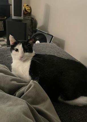 picture of the cat needing adoption