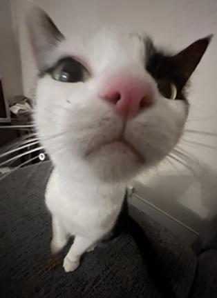 Gigi