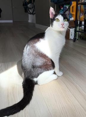 Gigi, Adult Domestic Short Hair / Tuxedo / Mixed, cat for adoption in Oakley, California