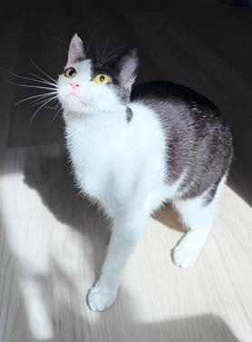 GIGI - Domestic Short Hair / Tuxedo for adoption in San Francisco