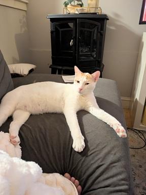picture of the cat needing adoption