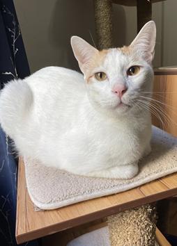 Xander, an adoptable Domestic Short Hair in San Francisco, CA