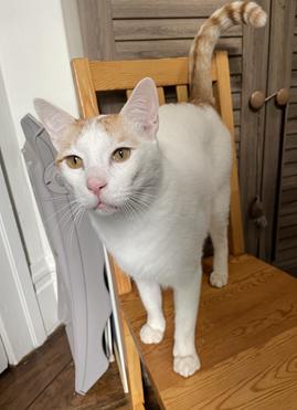 Xander, Adult Domestic Short Hair / Tabby / Mixed, cat for adoption in San Bruno, California