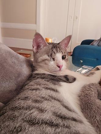 picture of the cat needing adoption