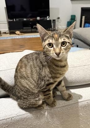picture of the cat needing adoption