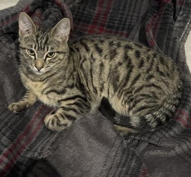 Hermes, an adoptable Domestic Short Hair in San Francisco, CA