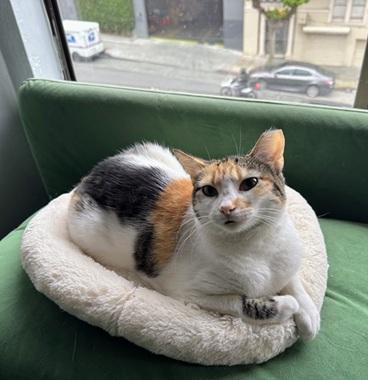 Honey, an adoptable Domestic Short Hair in San Francisco, CA