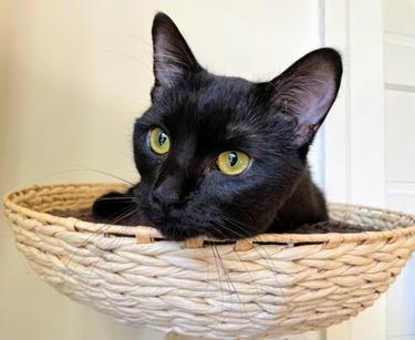 picture of the cat needing adoption