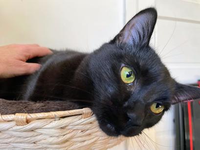Bahni, an adoptable Domestic Short Hair in San Francisco, CA