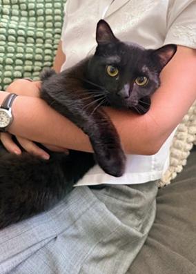picture of the cat needing adoption