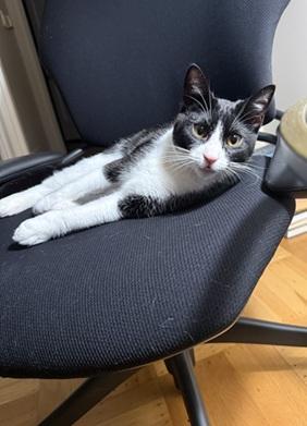 Sesame, an adoptable Domestic Short Hair in San Francisco, CA