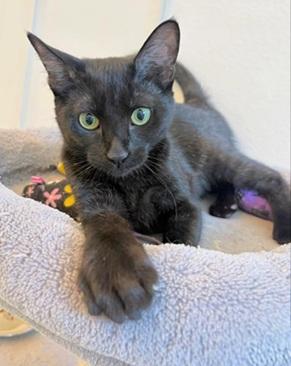Vida, Young Domestic Short Hair, cat for adoption in Oakley, California