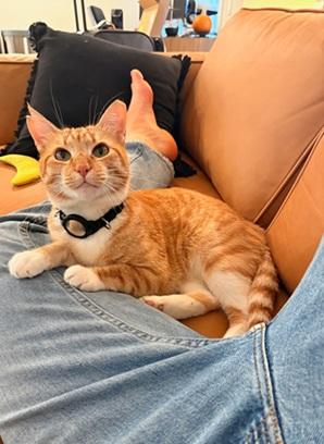 Mac, an adoptable Domestic Short Hair in San Francisco, CA