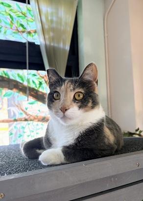 Tani, an adoptable Domestic Short Hair in San Francisco, CA