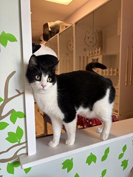 Zorro, an adoptable Domestic Short Hair in San Francisco, CA