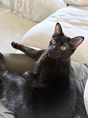 Lizzie, an adoptable Domestic Short Hair in San Francisco, CA