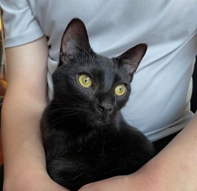 Deni, an adoptable Domestic Short Hair in San Francisco, CA