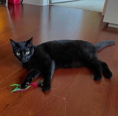 Nayeli, an adoptable Domestic Short Hair in San Francisco, CA