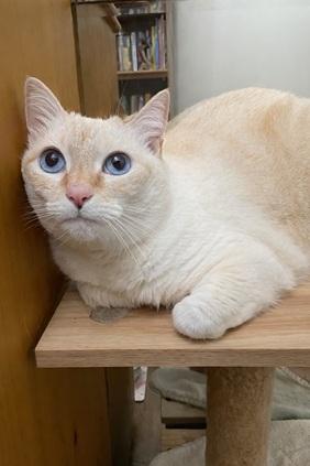 Elsa, an adoptable Siamese in San Francisco, CA