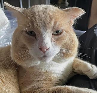 Redford, an adoptable Domestic Short Hair in San Francisco, CA