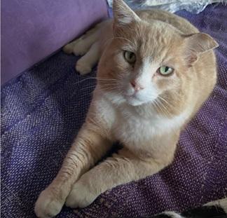 picture of the cat needing adoption