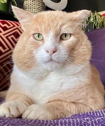 Redford, an adoptable Domestic Short Hair in San Francisco, CA