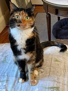 Harmony, an adoptable Domestic Short Hair in San Francisco, CA
