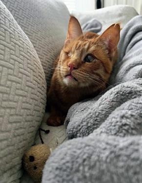 picture of the cat needing adoption