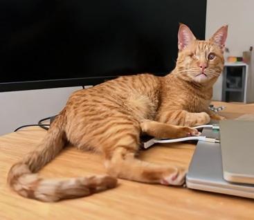 Aslan, an adoptable Domestic Short Hair in San Francisco, CA