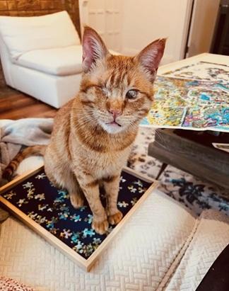 Aslan, Adult Domestic Short Hair / Tabby / Mixed, cat for adoption in Cupertino, California