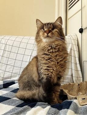 picture of the cat needing adoption