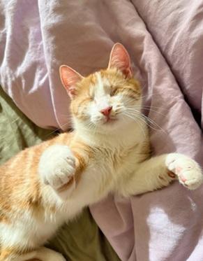 picture of the cat needing adoption