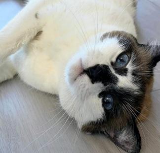 Miss Lizzie, an adoptable Domestic Short Hair in San Francisco, CA