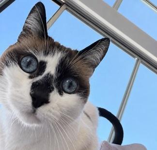 Miss Lizzie, Senior Domestic Short Hair / Siamese / Mixed, cat for adoption in San Bruno, California