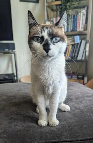 Miss Lizzie - Domestic Short Hair
