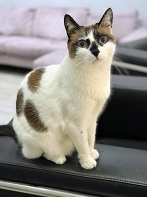 Miss Lizzie